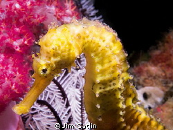 Tigertail seahorse sitting obligingly in front of beautif... by Jim Catlin 